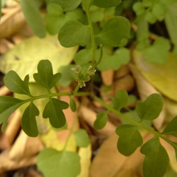 Cardamine bonariensis Leaf