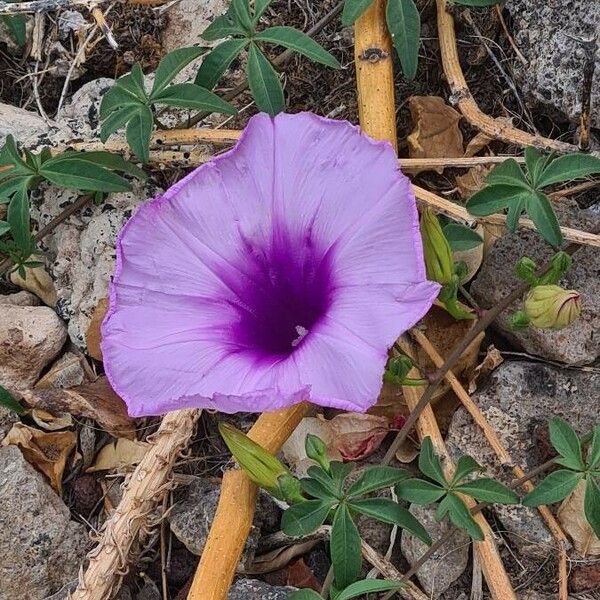 Ipomoea cairica Blüte