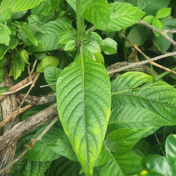 Hypoestes aristata Folha