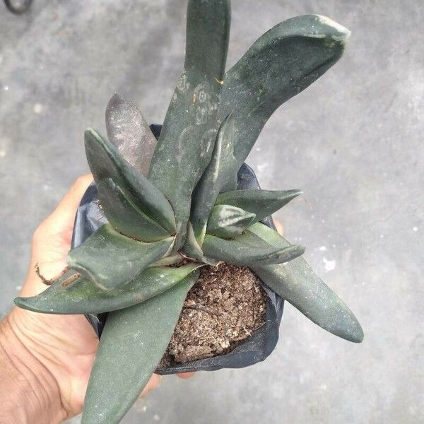 Gasteria excelsa Hostoa