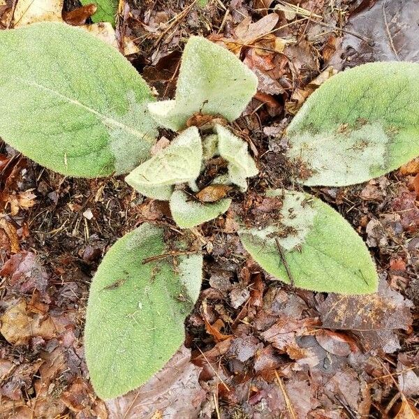 Verbascum boerhavii Облик