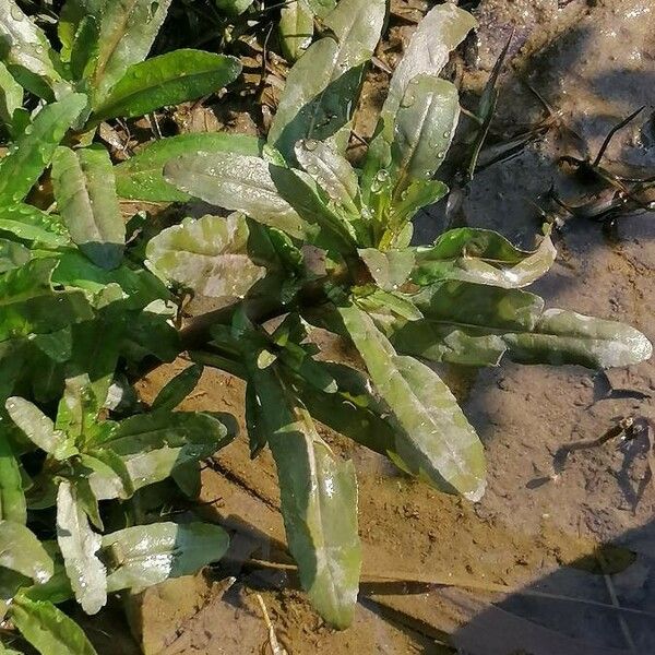 Potamogeton crispus Leaf