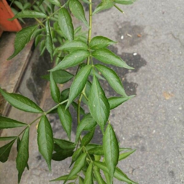 Aralia hispida Leaf