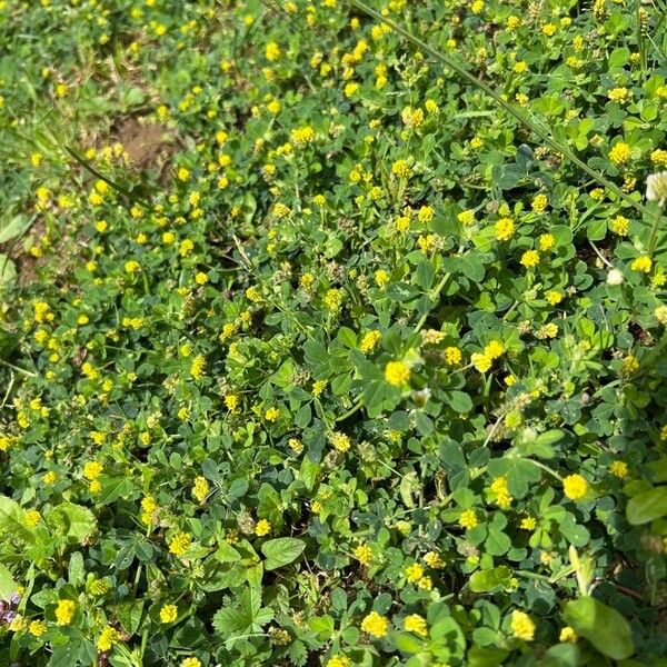 Medicago lupulina Habit