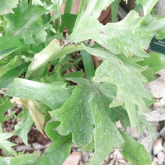 Microsorum punctatum पत्ता