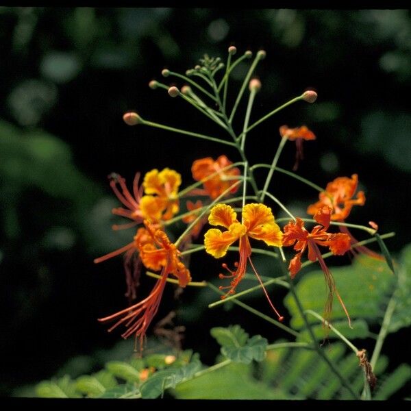 Caesalpinia pulcherrima Flor