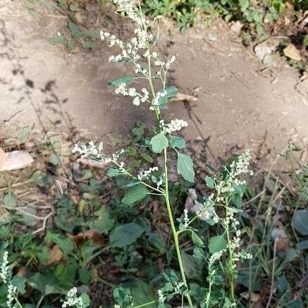 Chenopodium album ফুল