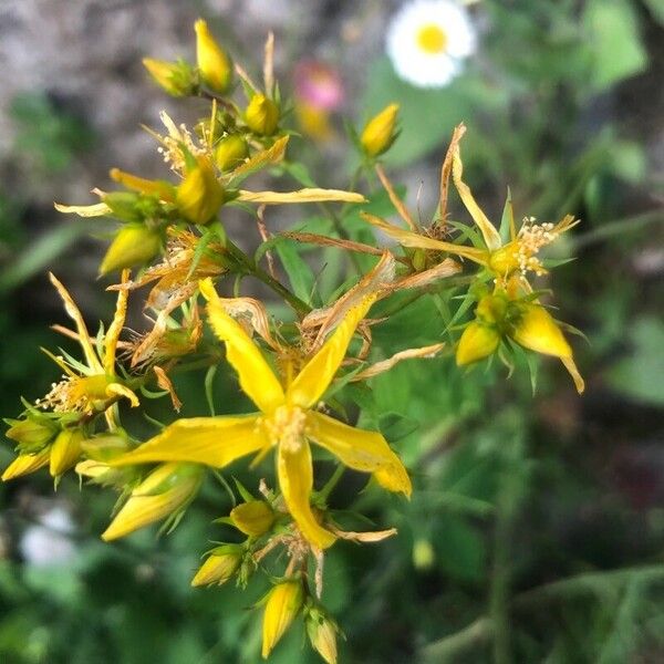 Hypericum perfoliatum Квітка