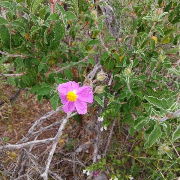 Cistus creticus Çiçek