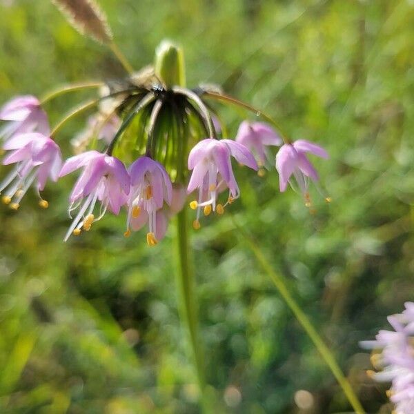 Allium cernuum Кветка