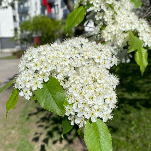 Prunus pensylvanica Flower