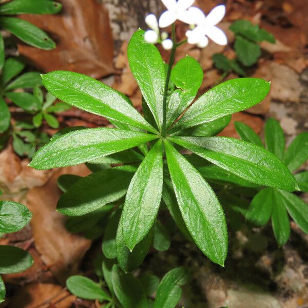 Galium odoratum Листок