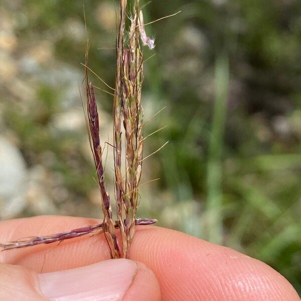 Bothriochloa bladhii Flower