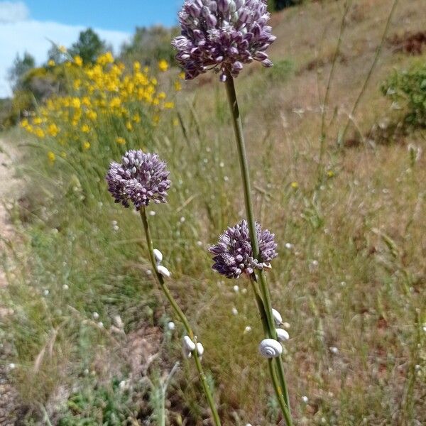 Allium atroviolaceum 形態