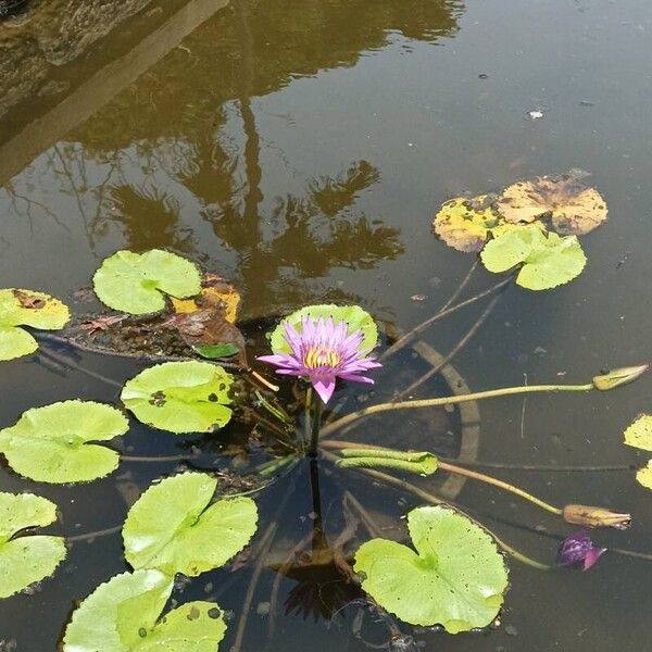 Nymphaea nouchali Blomst