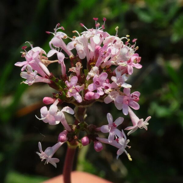 Valeriana tuberosa Flower