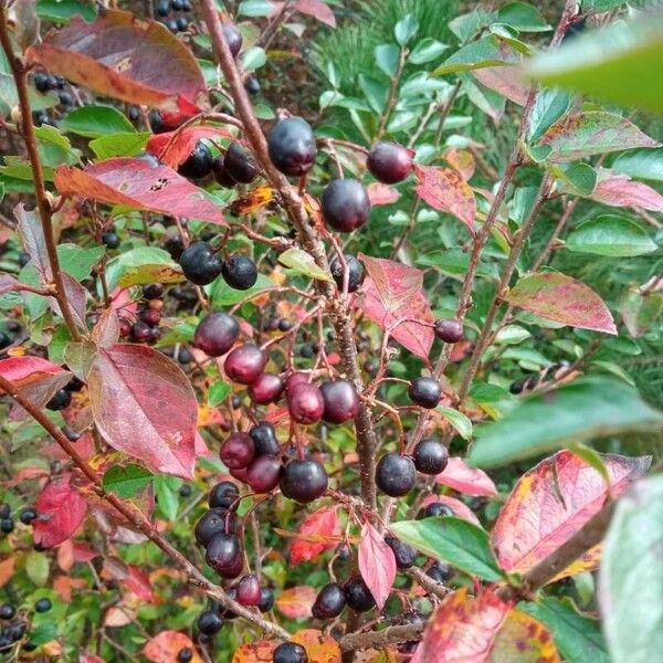 Aronia melanocarpa Φρούτο