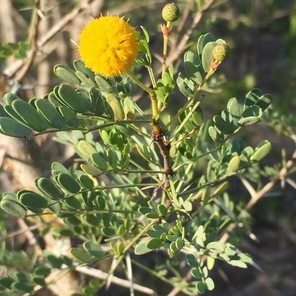 Vachellia exuvialis Blomst