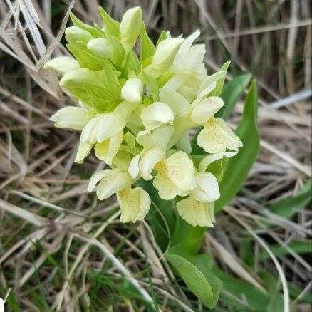 Dactylorhiza sambucina Цветок