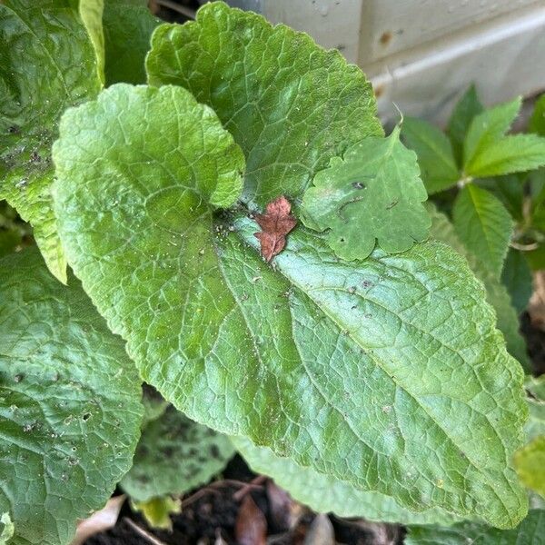 Lunaria annua 葉