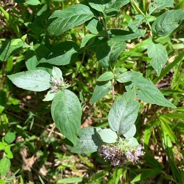 Pycnanthemum incanum Blad