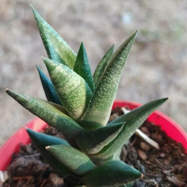 Haworthia viscosa Φύλλο