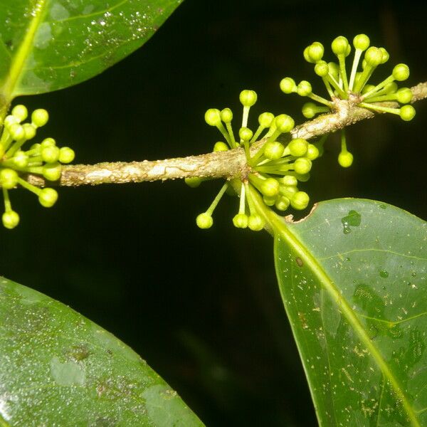 Drypetes standleyi Leaf