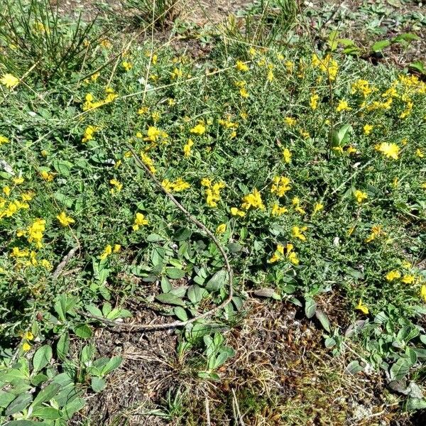 Genista pilosa Plante entière