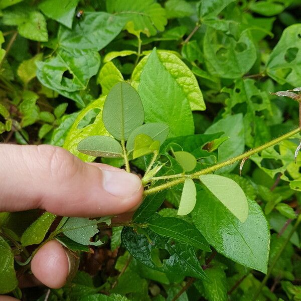 Grona adscendens Escorça