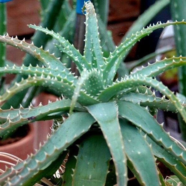 Aloe dorotheae Leaf