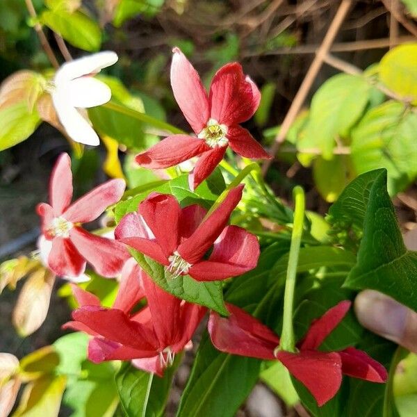 Quisqualis indica Flors