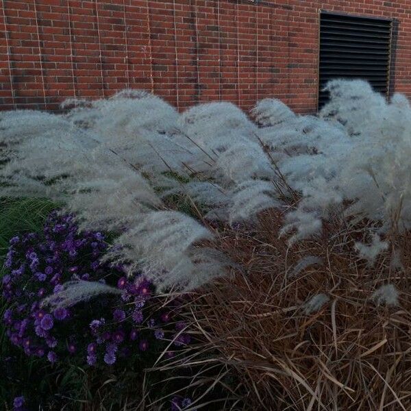 Miscanthus sacchariflorus Плод