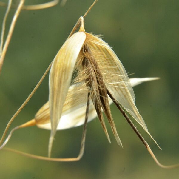 Avena fatua Fruit