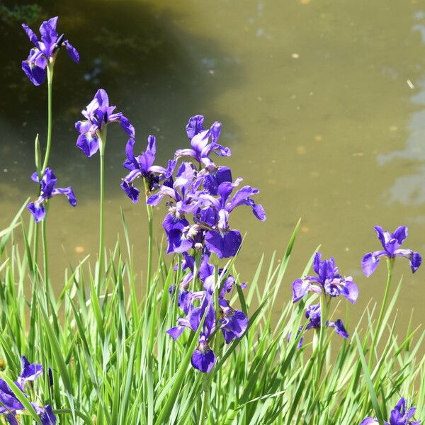 Iris versicolor Flower