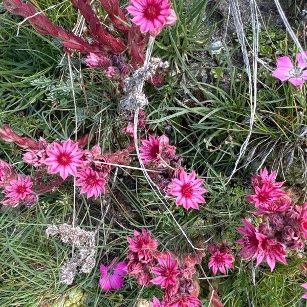 Sempervivum arachnoideum Blomst