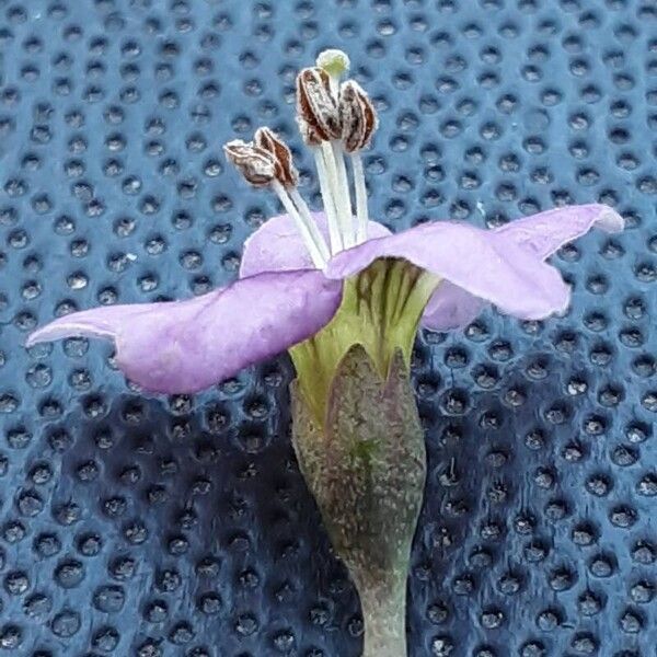 Lycium barbarum Flower