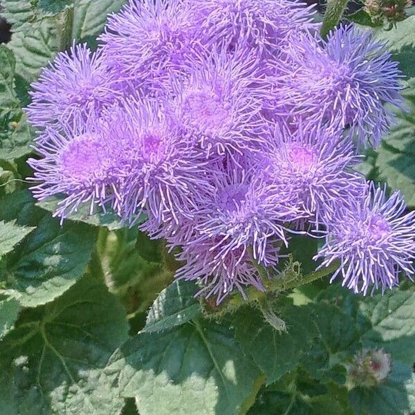 Ageratum houstonianum Floro