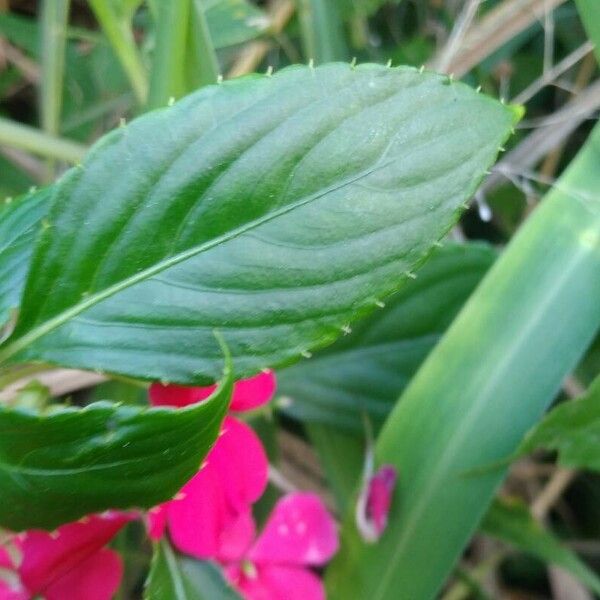 Impatiens walleriana Leaf