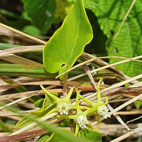 Cynanchum hastifolium 葉