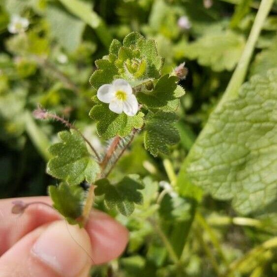 Veronica cymbalaria Flower