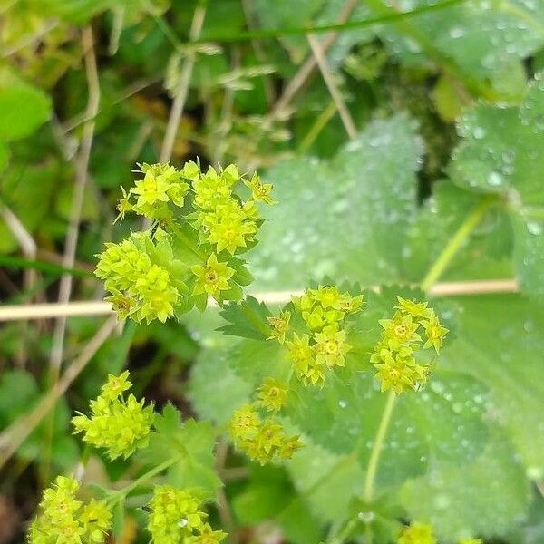 Alchemilla xanthochlora Flower