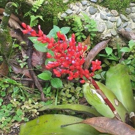 Aechmea melinonii Квітка