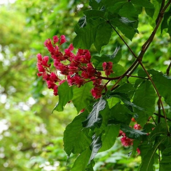 Aesculus × carnea Blüte