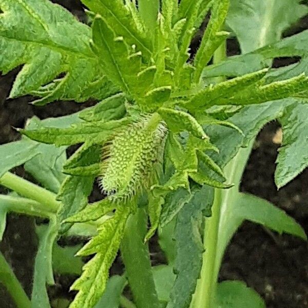 Papaver setiferum Floare