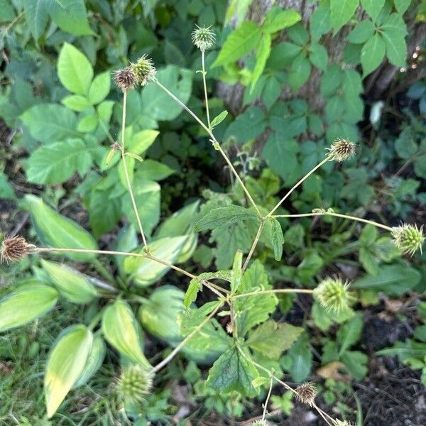 Geum laciniatum Други