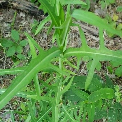 Lactuca canadensis List