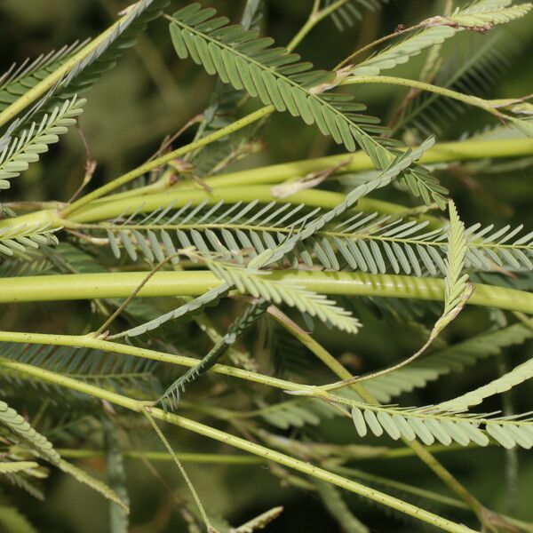 Aeschynomene filosa Blad