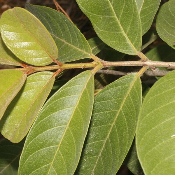 Psidium guineense Leaf