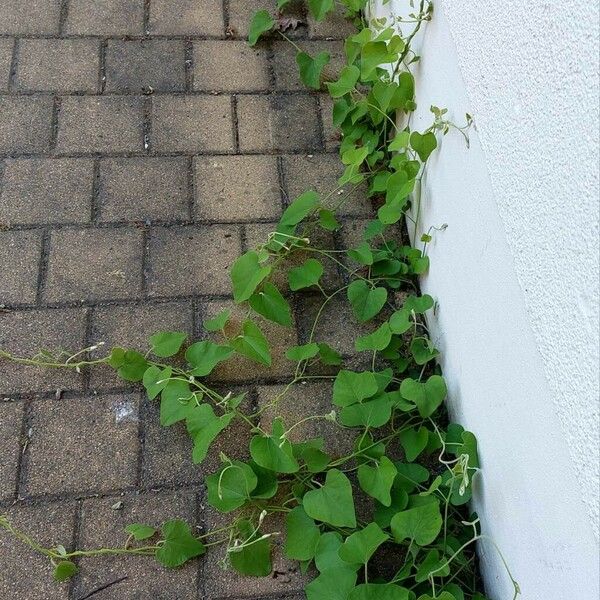 Aristolochia tomentosa Fulla