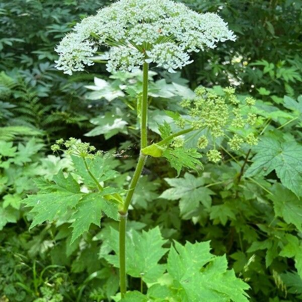 Heracleum maximum Цветок